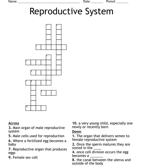 Reproductive System Crossword Wordmint