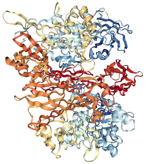 Transglutaminase 2tgm2 Protein Overview Sino Biological