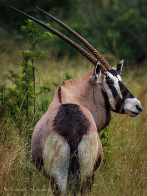 Aware The Gemsbok Is A Large Antelope Of Striking Appearance With