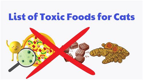 Toxic Foods For Cats L What Foods Are Harmful To Cats