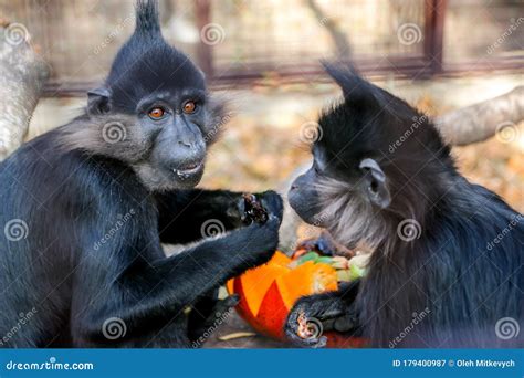 Monkeys Eat Pumpkins Stock Image Image Of Baby Park 179400987