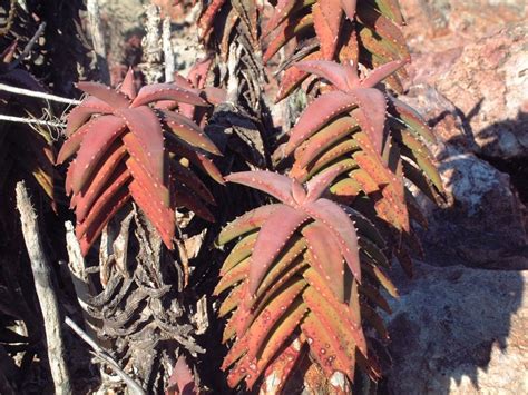 Photo Guide To Plants Of Southern Africa