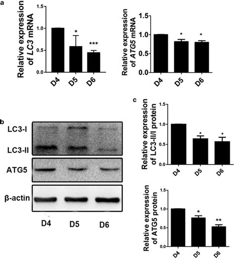 Expression Of Autophagy Related Markers In Mouse Endometrium During