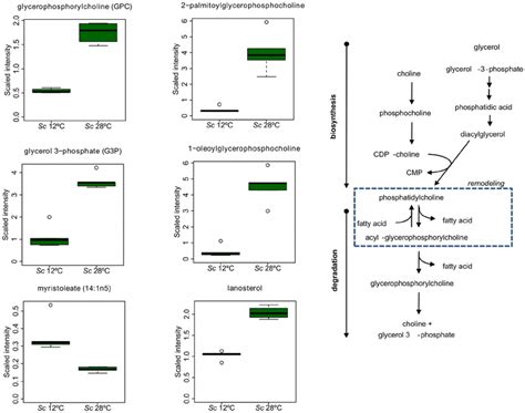 Phosphatidylcholine biosynthesis and degradation in S. cerevisiae ...