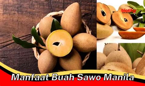 Temukan Manfaat Buah Sawo Manila Yang Jarang Diketahui Biotifor