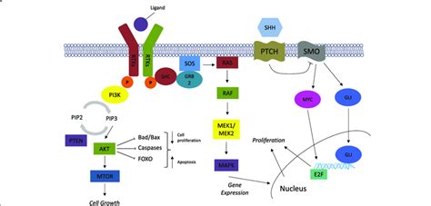 Molecular Pathways In Cancer Progression This Figure Identifies Some