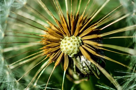 Achänen der Pusteblume Christian Piernikarczyk foto piernikarczyk