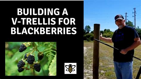 Building A Backyard Blackberryraspberry Trellis Youtube