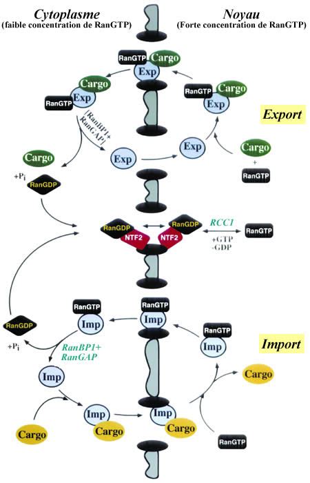 Mecanisme Moleculaire Du Transport Nucleaire