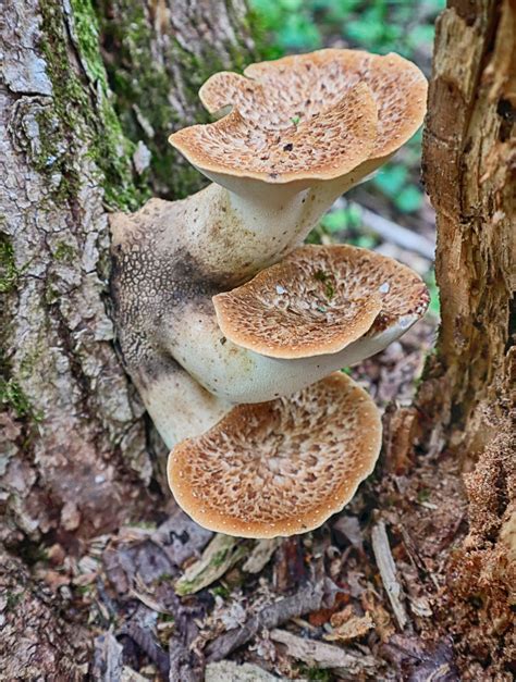 ID? Hardiness zone 5a near Ottawa. No gills. 4-inch "cups" : r/mycology
