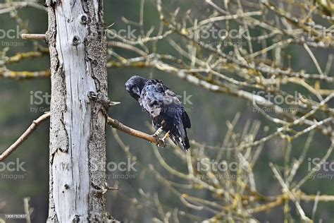 Common Raven Stock Photo - Download Image Now - Animal, Animal Body ...