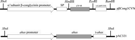 Schematic Representation Of The Expression Cassettes Of The P Cong Cv N