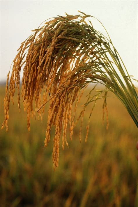 Fichier:US long grain rice.jpg — Wikipédia