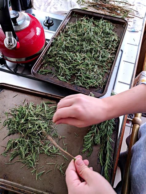 Oven Dried Rosemary Tutorial The Cheerful Kitchen How To Dry