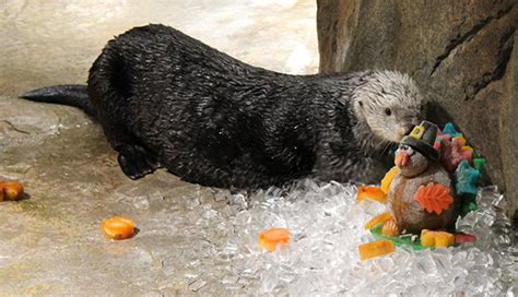 Sea Otters at Georgia Aquarium Celebrated Thanksgiving with an Icy ...