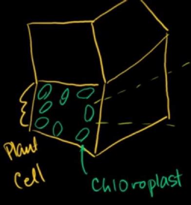 DAT Photosynthesis Flashcards Quizlet