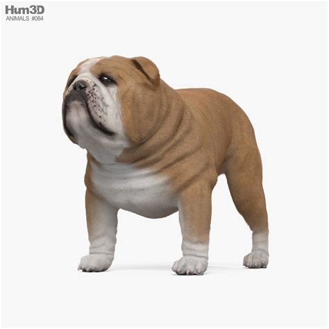 Bulldog 3D Models Download - 3DModels.org