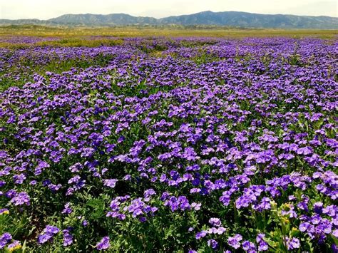 Ghim của Madeleine trên Field of Flowers n Meadows