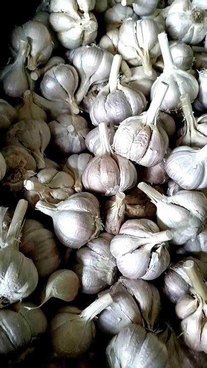 BAWANG PUTIH SEGAR KATING 250gr 500gr 1kg Lazada Indonesia