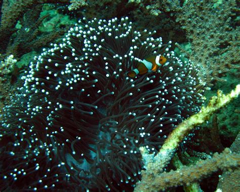 Scuba Diving Phi Phi Islands Anemone And Clown Fish Flickr