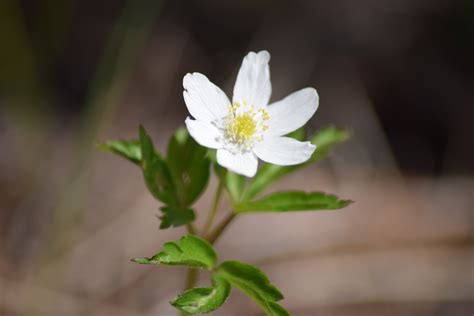 Kostenlose foto Natur blühen Weiß Blütenblatt Frühling Grün