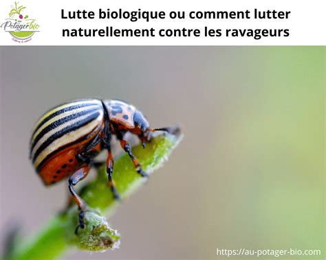 Lutte Biologique Lutter Contre Les Ravageurs Des Plantes Au Potager Bio