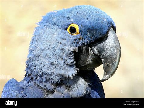 South American Hyacinth Macaw Anodorhynchus Hyacinthinus Largest