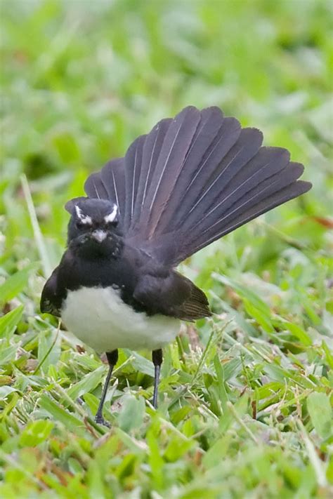 Willie Wagtail Rhipidura Leucophrys