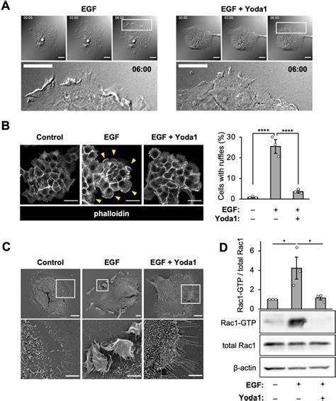 Piezo1 Activation Inhibits Peripheral Ruffle Formation A Live Cell Download Scientific