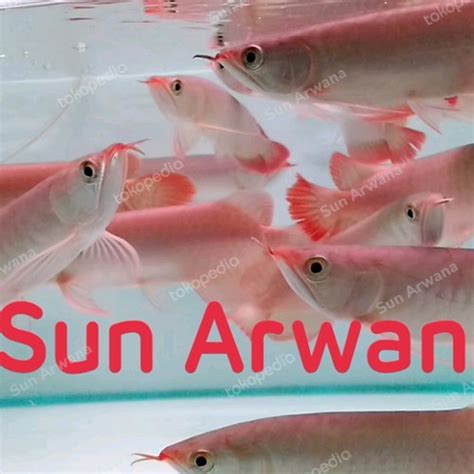 Jual Arwana Super Red Asli Terbaik Gen Chili Blood Kab Bekasi Sun