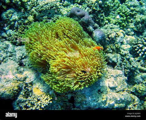 Clownfische Leben In Einer Anemone Hausriff Von Helengeli Island