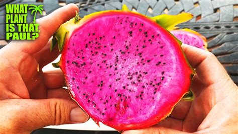 Ax Dragon Fruit Vs American Beauty Dragon Fruit Delicious Wallace