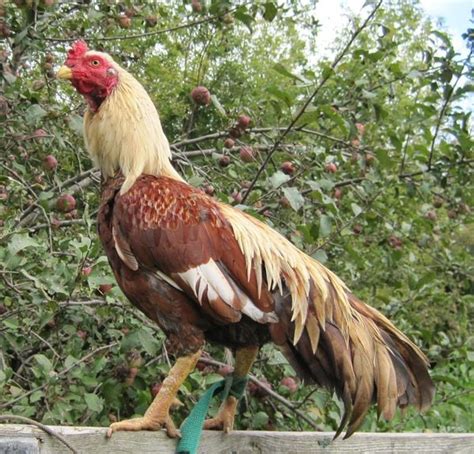 Some Aseel اصیل Roosters In Pakistan