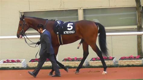 馬っ気出してたオブセッション、シクラメン賞のパドック。現地映像、阪神競馬場 Youtube