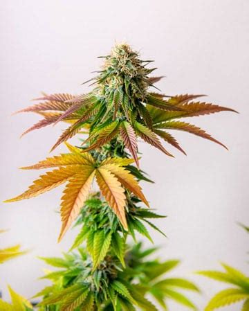 Pink Runtz Seeds Pink Runtz Autoflowering Seeds Growers Choice Seeds