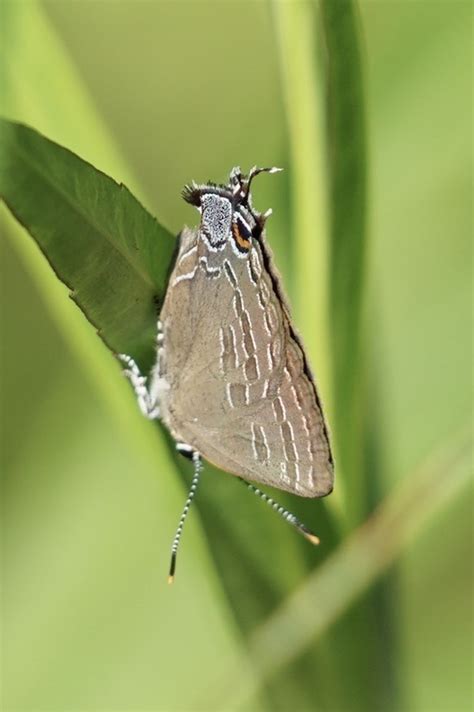 Hickory Hairstreak From Halton Hills On Ca On July At