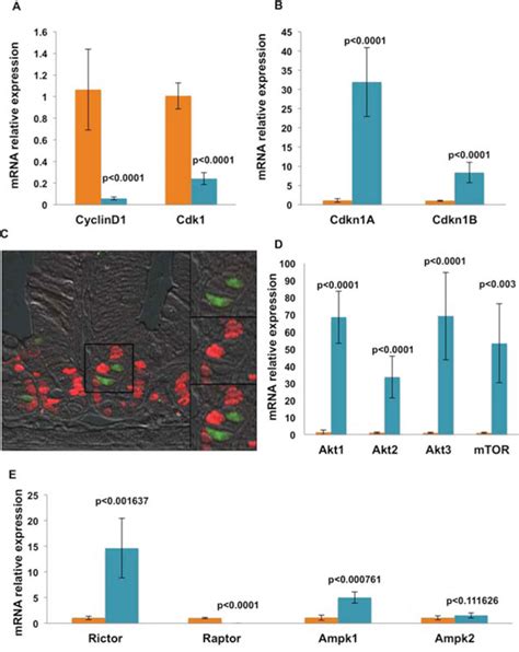 Dclk1 Small Intestinal Epithelial Tuft Cells Display The Hallmarks Of