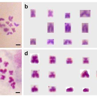 Organ Procedure Of Chromosome Preparation A Flowchart Illustrating