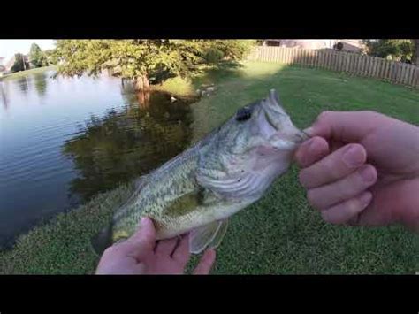 Bass Fishing In A Neighborhood Pond Bass Manager The Best Bass