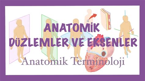 Anatom Ye G R Anatom K D Zlemler Ve Eksenler Anatom K Hareketler Ve