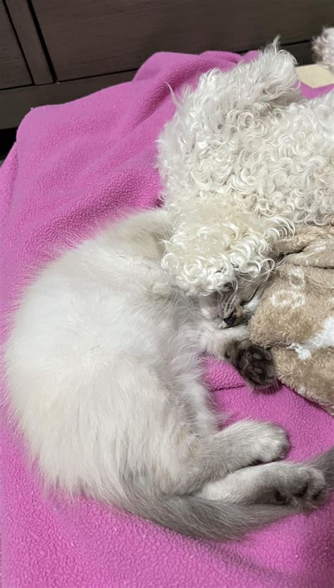 Our 11 week old kitten is already buddies with our 11 year old