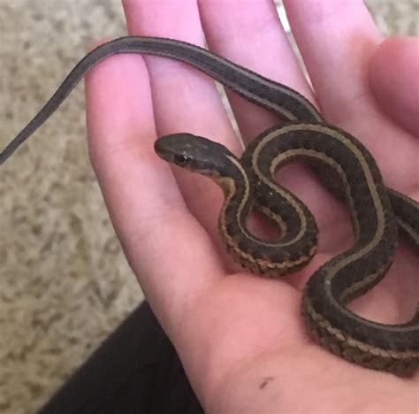 Found A Baby Garter Snake Too Cute To Resist Posting Rsnakes