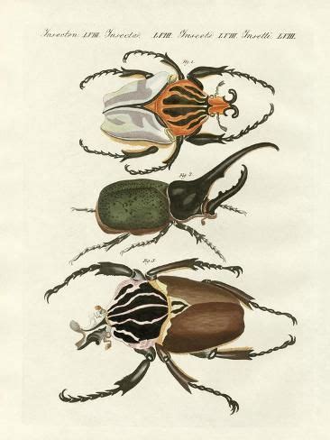 three different types of beetles on a white background with black and ...