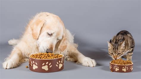 Can Dogs Eat Cat Food Is Cat Food Safe For Dogs Dogtime