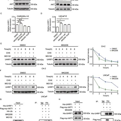 Akt Inhibitor Mk Sensitized Abiraterone Refractory Pca Cells To