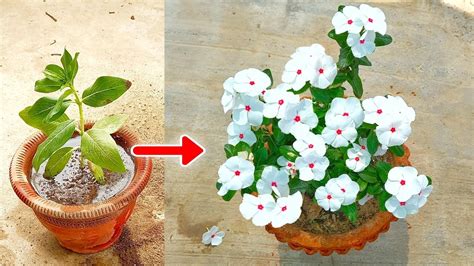 Vinca Plant Grow And Vinca Plant Care Tips Youtube