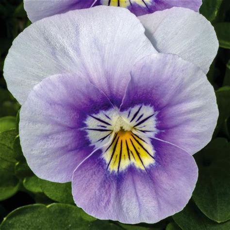 Admire Lavender Pink Face Viola