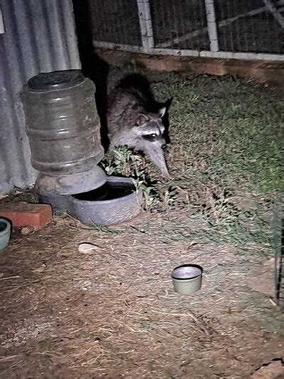 Raccoon diseases? | BackYard Chickens - Learn How to Raise Chickens