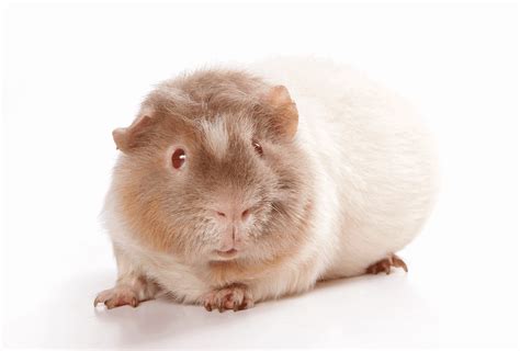 Himalayan Guinea Pig 101 - Guinea Pig Site