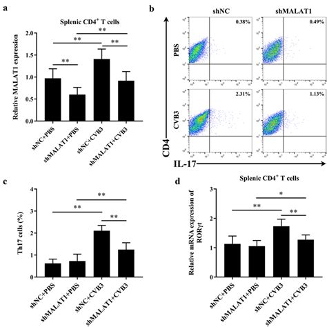 Knockdown Of Malat Inhibited Th Cells Differentiation In Vivo A